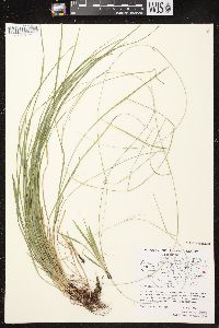 Carex assiniboinensis image