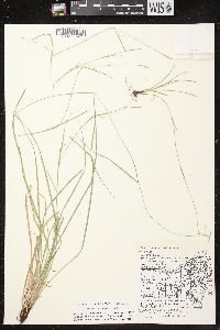 Carex assiniboinensis image