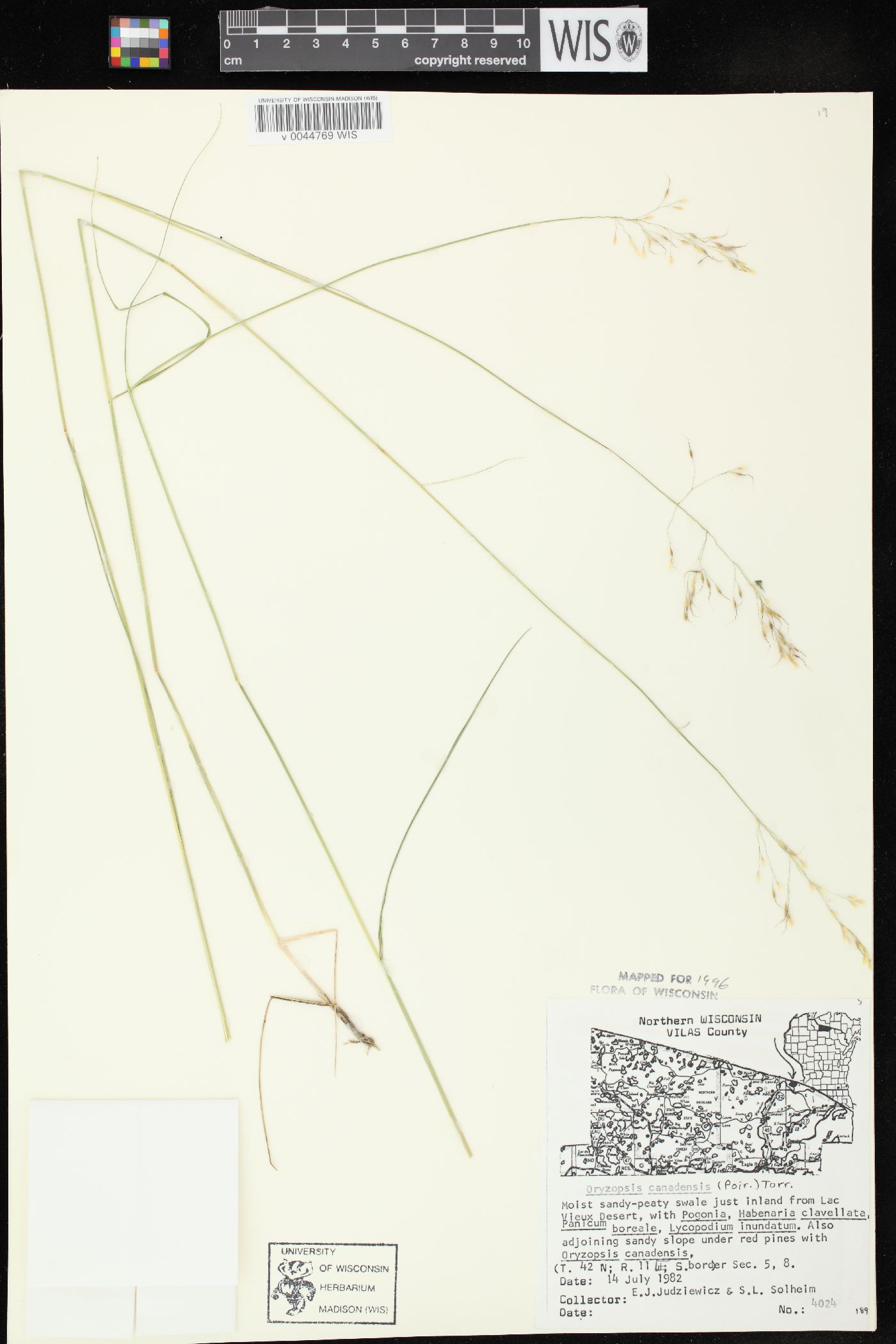 Oryzopsis canadensis image