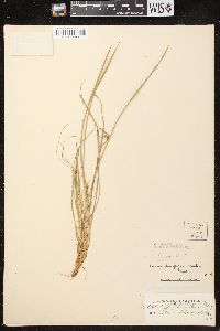 Carex backii image