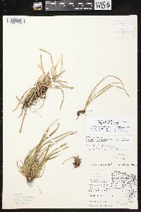 Carex backii image