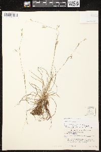 Carex capillaris image