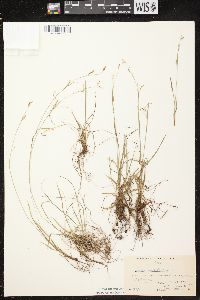 Carex capillaris image