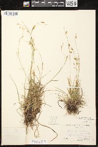 Carex capillaris image