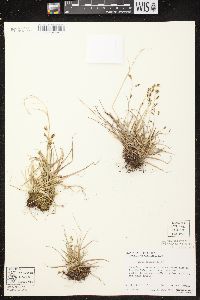 Carex capillaris image