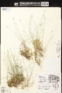 Carex gynocrates image