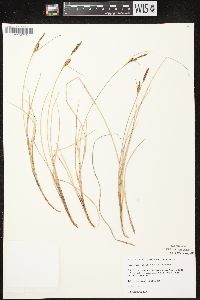 Carex livida image