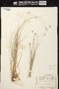 Carex tenuiflora image