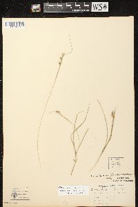 Carex swanii image