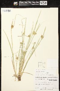 Carex sychnocephala image