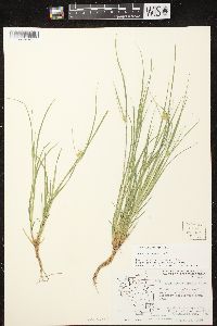 Carex sychnocephala image