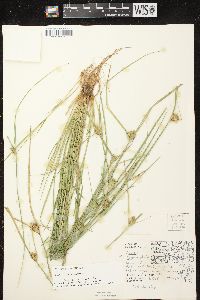 Carex sychnocephala image