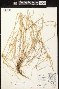 Carex sychnocephala image