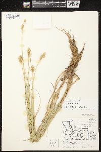 Carex cumulata image