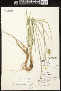 Carex cumulata image