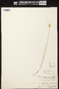 Carex cumulata image