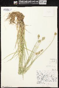 Carex cumulata image