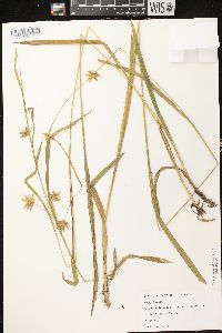 Carex folliculata image