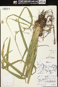 Carex folliculata image