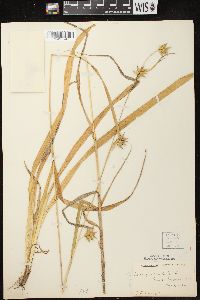 Carex folliculata image