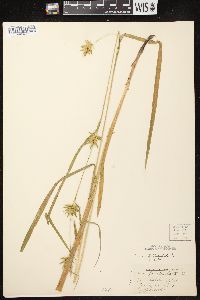 Carex folliculata image