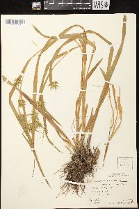 Carex folliculata image