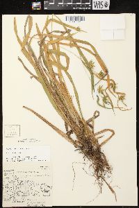 Carex folliculata image