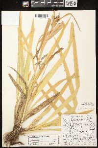 Carex folliculata image