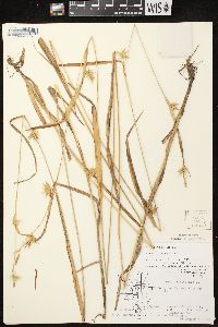 Carex folliculata image