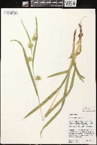 Carex folliculata image