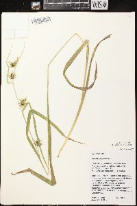 Carex folliculata image