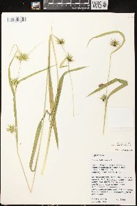 Carex folliculata image