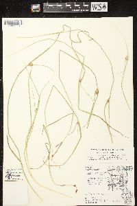 Carex sychnocephala image