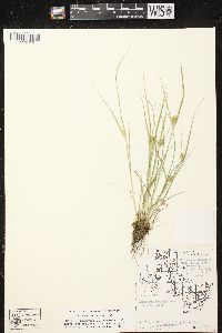 Carex sychnocephala image