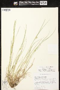 Carex sychnocephala image