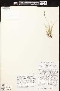 Carex richardsonii image