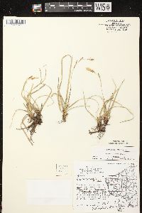 Carex richardsonii image