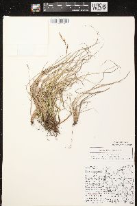 Carex richardsonii image