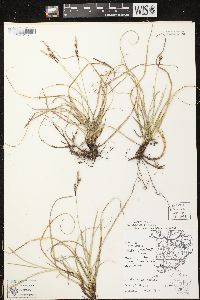 Carex richardsonii image