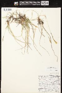 Carex richardsonii image