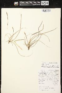 Carex richardsonii image