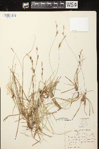 Carex richardsonii image