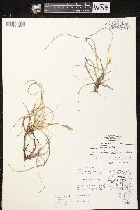 Carex richardsonii image