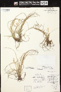 Carex richardsonii image