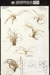 Carex richardsonii image