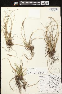 Carex richardsonii image