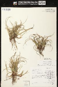 Carex richardsonii image