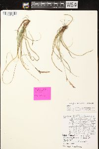 Carex richardsonii image