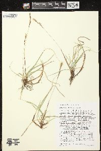 Carex richardsonii image