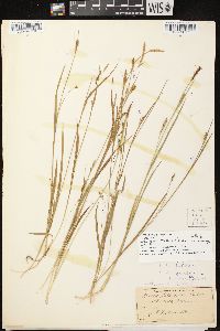 Carex tetanica image